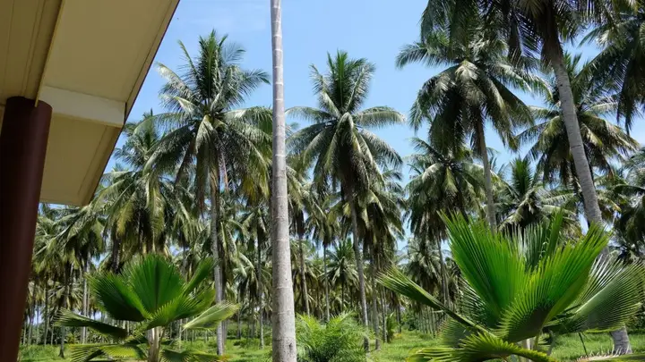 Као Лак: Khao Lak Golden Coconut Resort