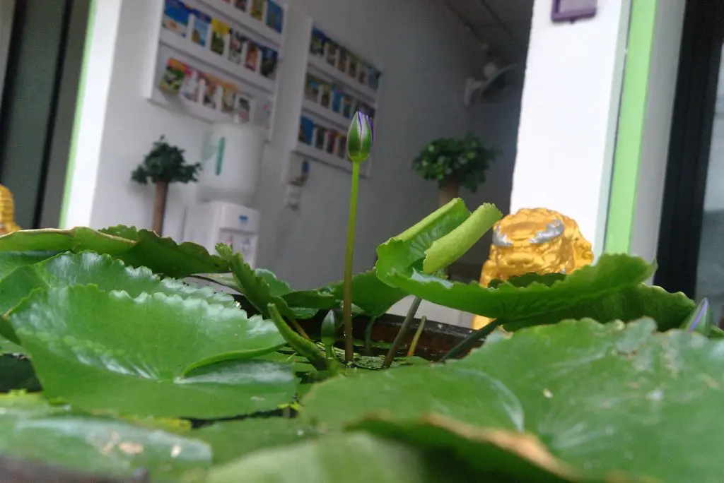 Кату: Enrico Hostel Patong