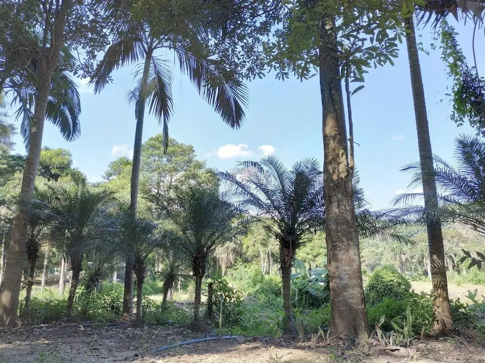Mae Chan: Farmstay at Pha Ma Chiangrai