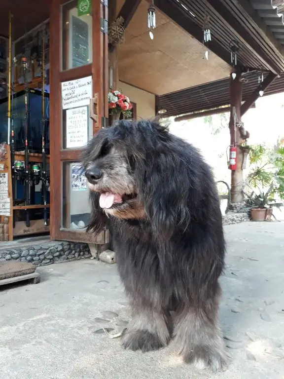 Паи: Bueng Pai Farm