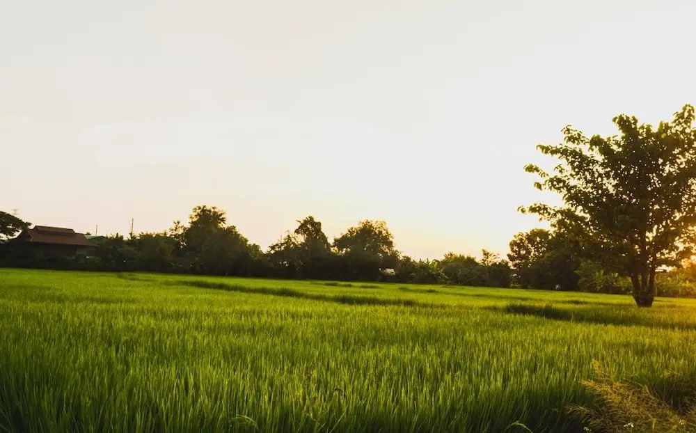 Ханг Донг: Bannkrithamed Chiangmai