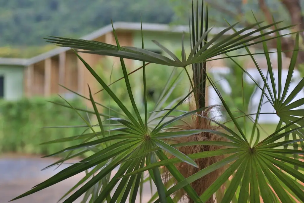 Пак-Чонг: Curve360 Hotel Khao Yai