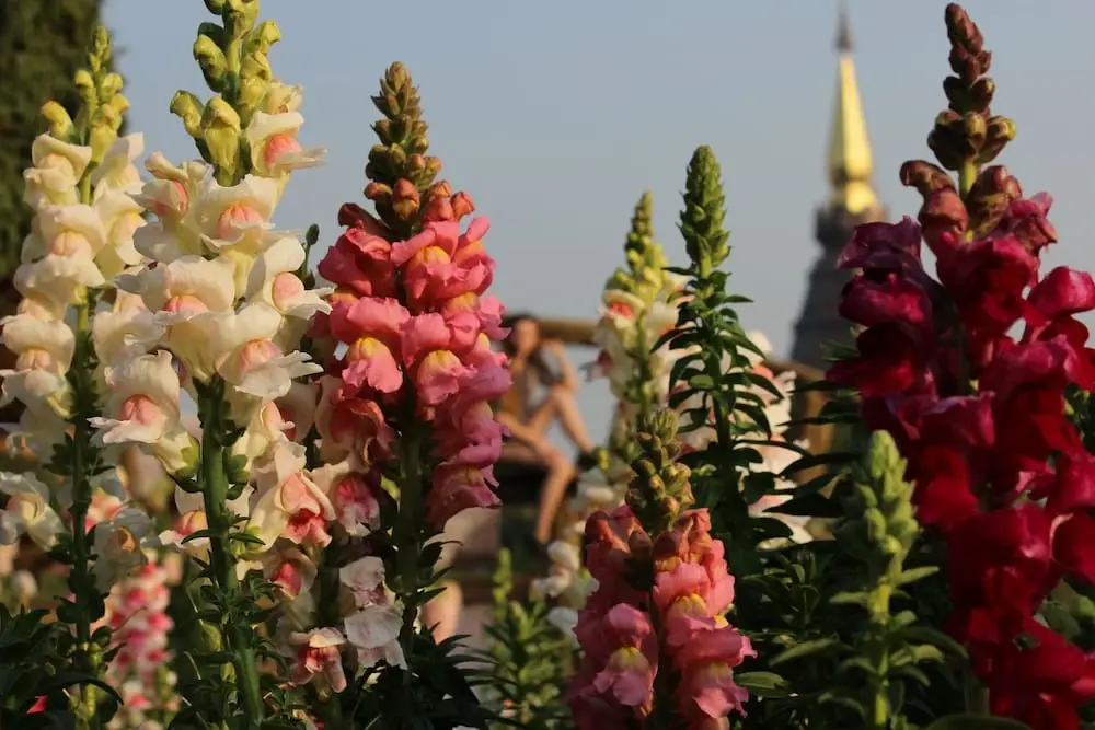 Чиангмай: Good Deal Hostel