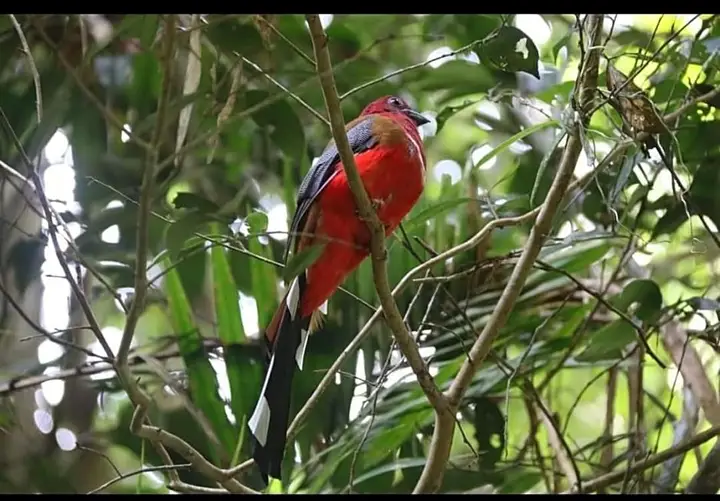 Пак-Чонг: Pakchong hostel & wildlife tour