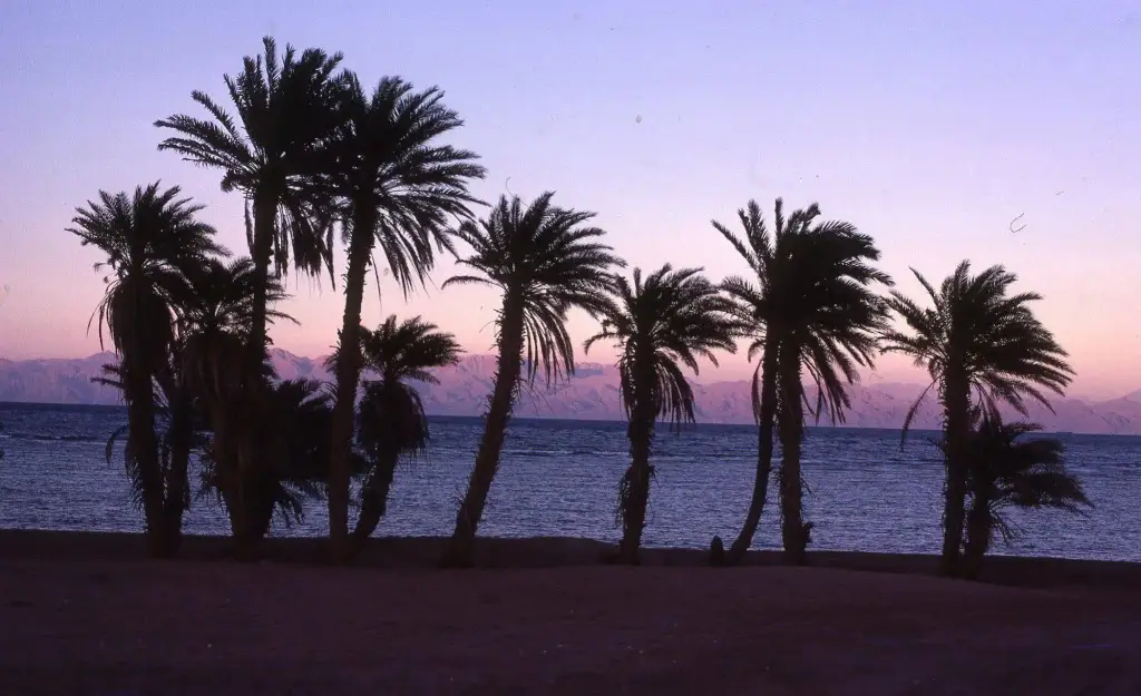 Дахаб: Star Of Dahab Hotel