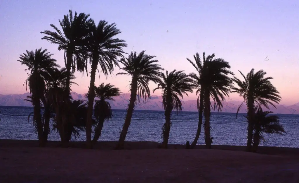 Star Of Dahab Hotel — фото 1
