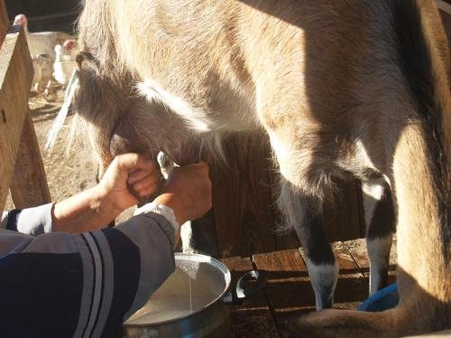 Брест: Medny Dvor Farm Stay