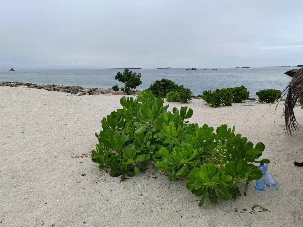 Атолл Баа: Vinavi in Thulhaadhoo