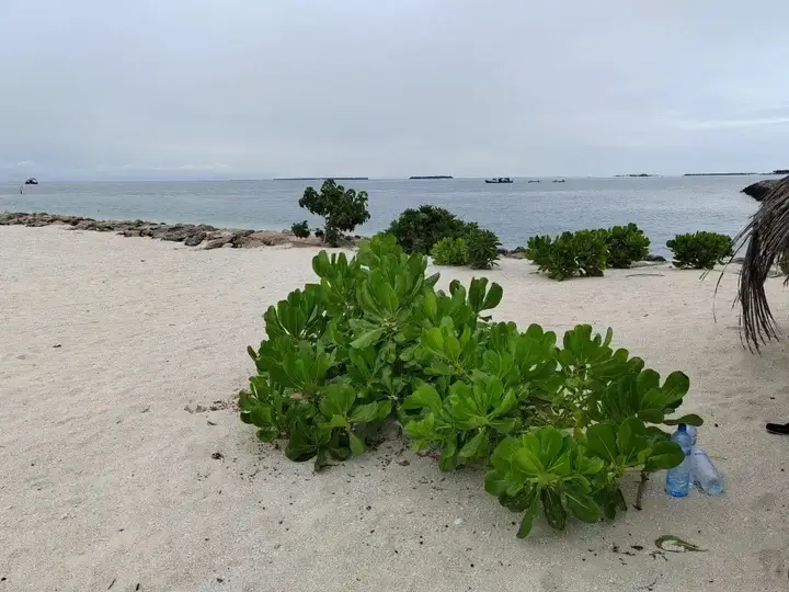 Атолл Баа: Vinavi in Thulhaadhoo
