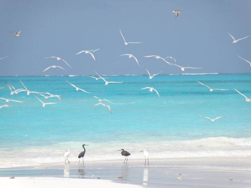 Атолл Баа: Coral Cove Maldives
