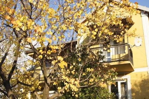 Тбилиси: peaceful yellow hostel with garden