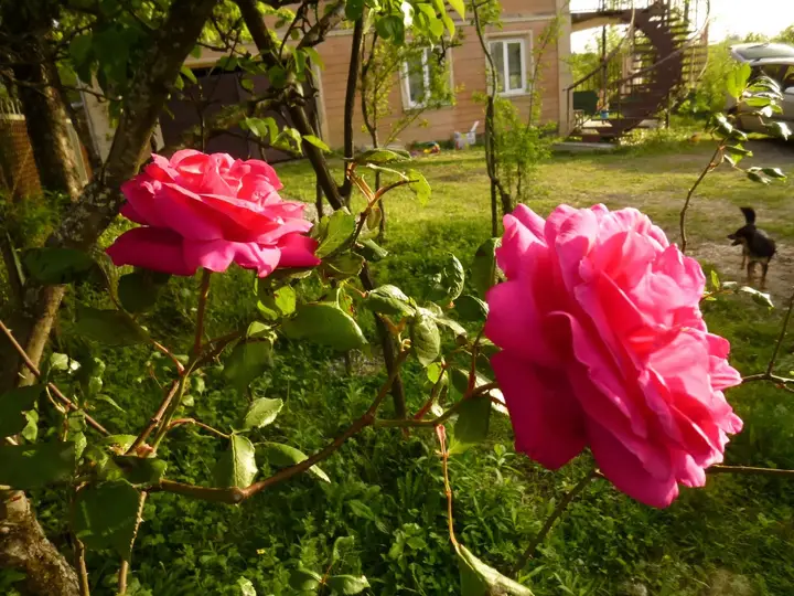 Кутаиси: Гостевой Дом Country House Uliana
