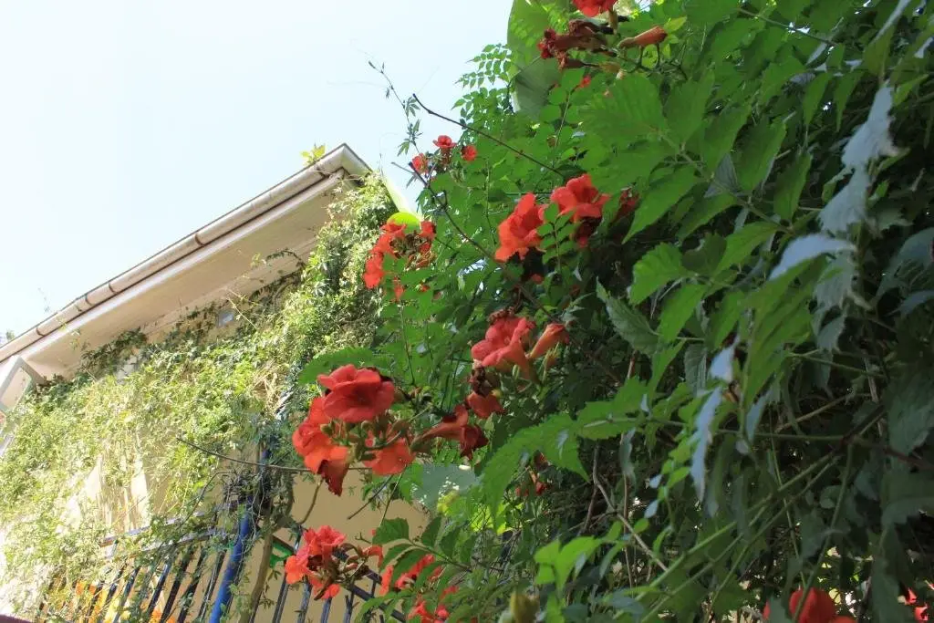 Уреки: Guest House Luka