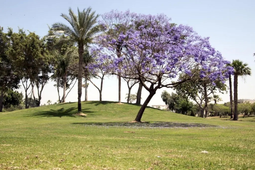 Город 6-го октября: Курортный Отель Swiss Inn Pyramids Golf Resort