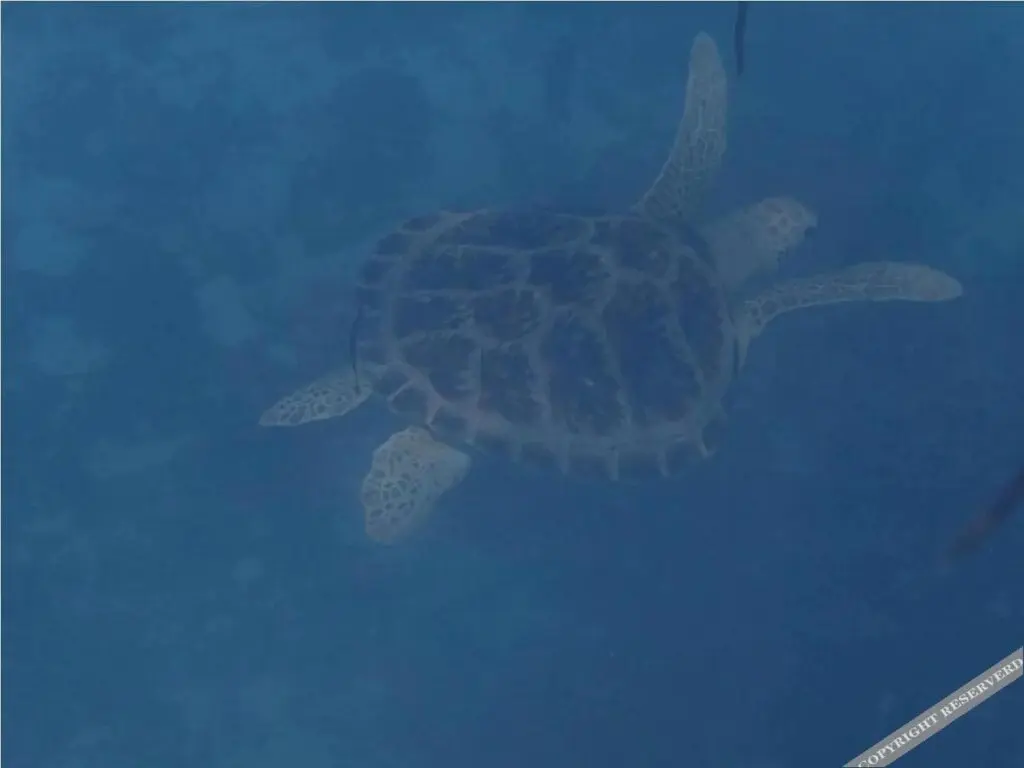Южный Мале Атол: Coral Heaven Maldives