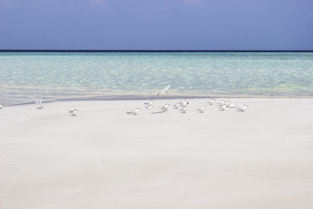 Атолл Алиф-Алиф: Гостевой Дом Holiday Grand Maldives
