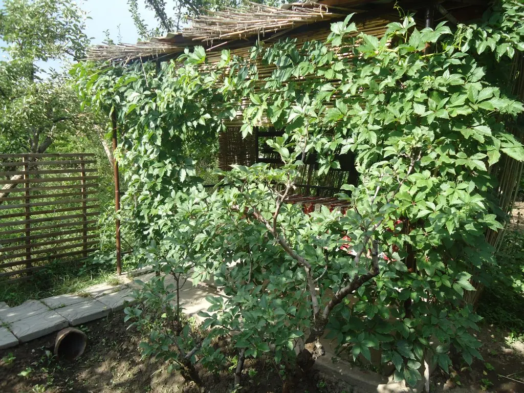 Гарни: Апартаменты Dinadav House