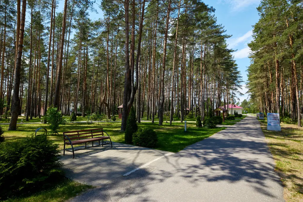 Боровики: Radon