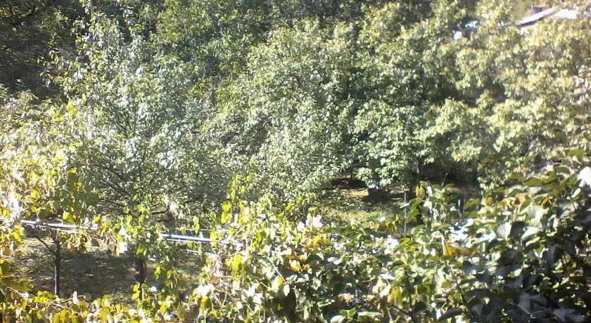 Боржоми: Borjomi Likani Homestay