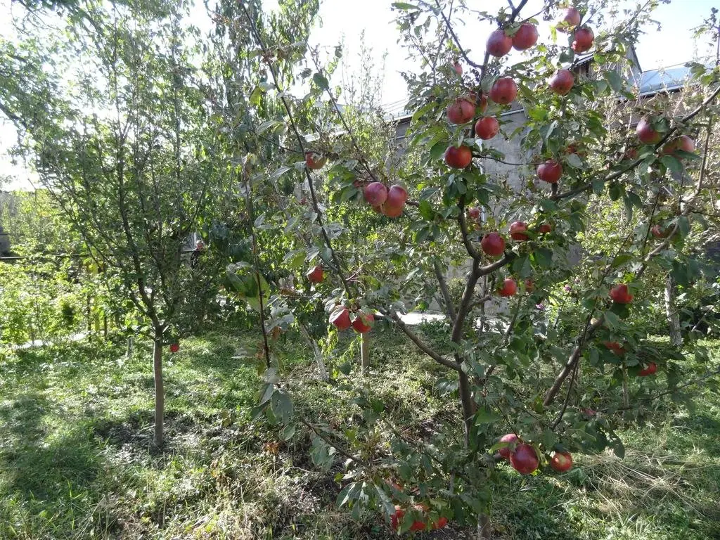 Гюмри: Хостел Artush & Raisa B&B