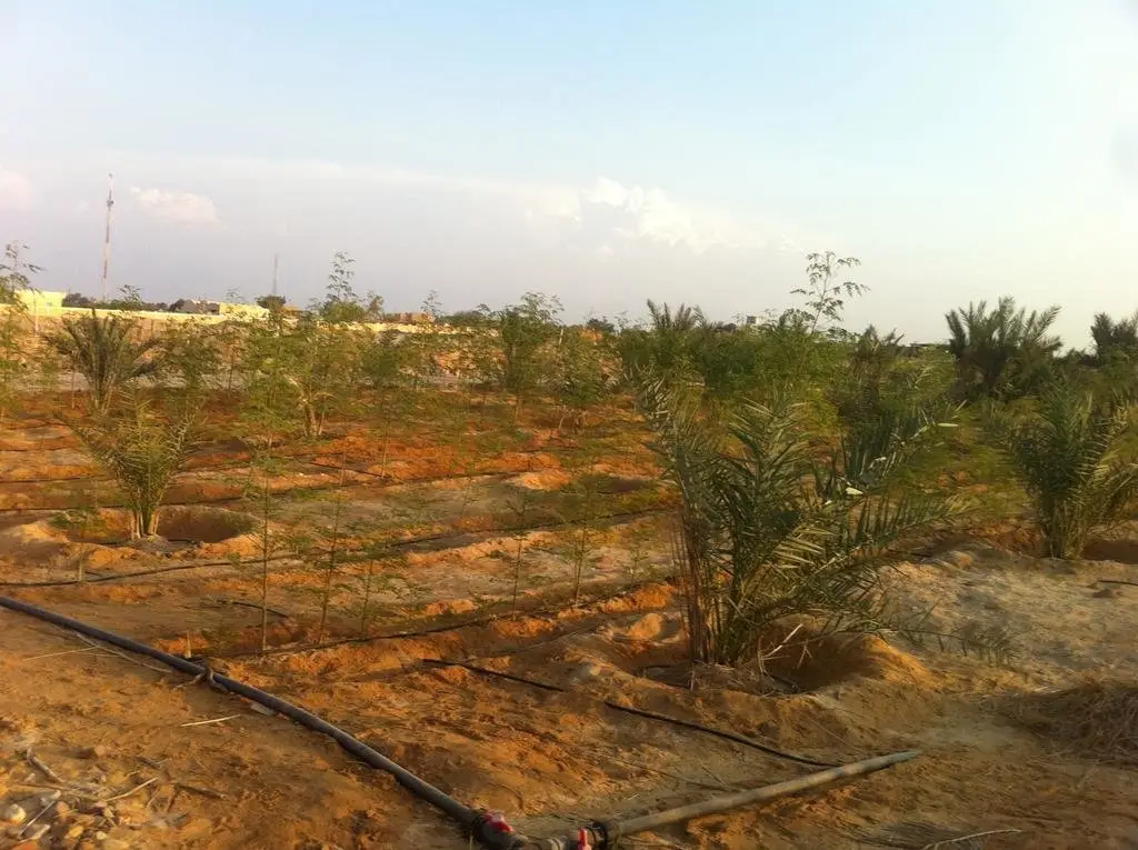 Habiba Organic Farm — фото 1