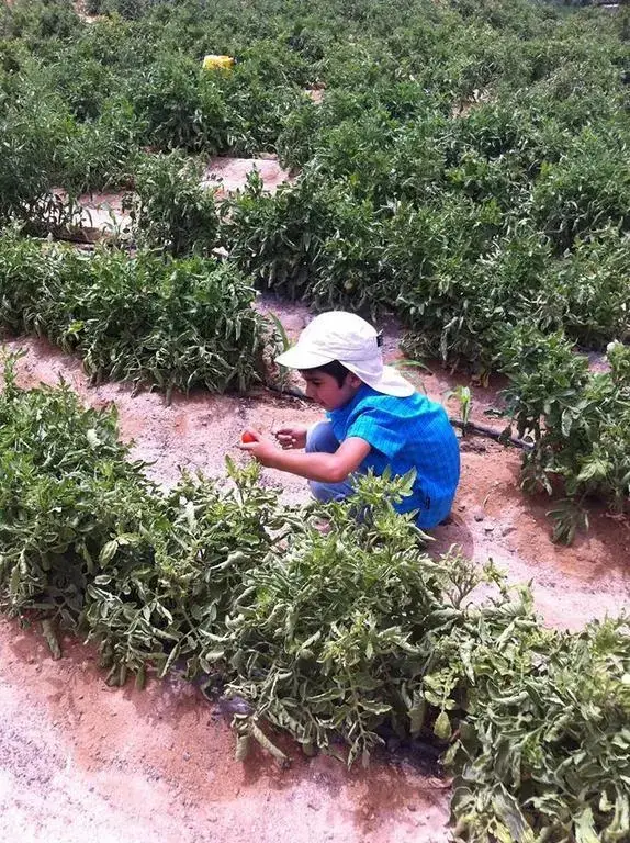 Нувейба: Habiba Organic Farm