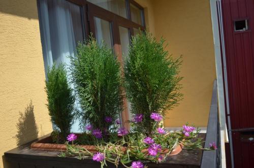 Кобулети: Guest House Madonna