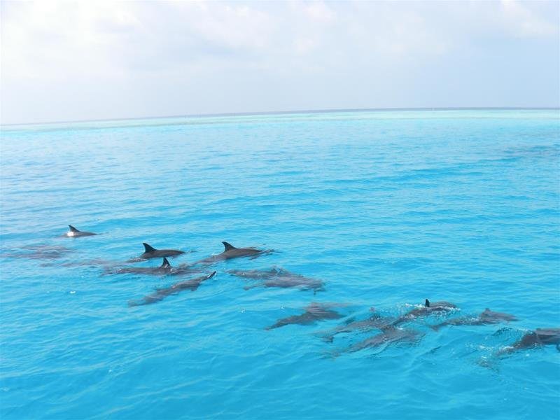 Южный Мале Атол: Venturo Inn at Maafushi