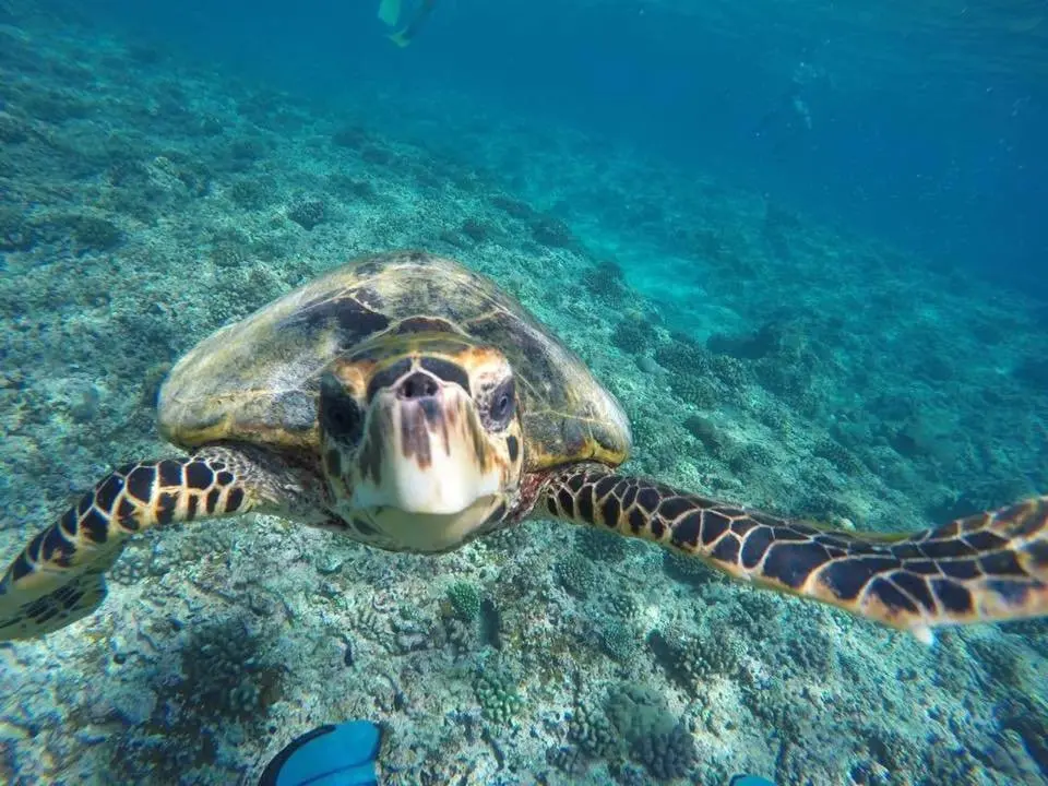 Атолл Алиф-Алиф: Гостевой Дом Holiday Cottage Maldives