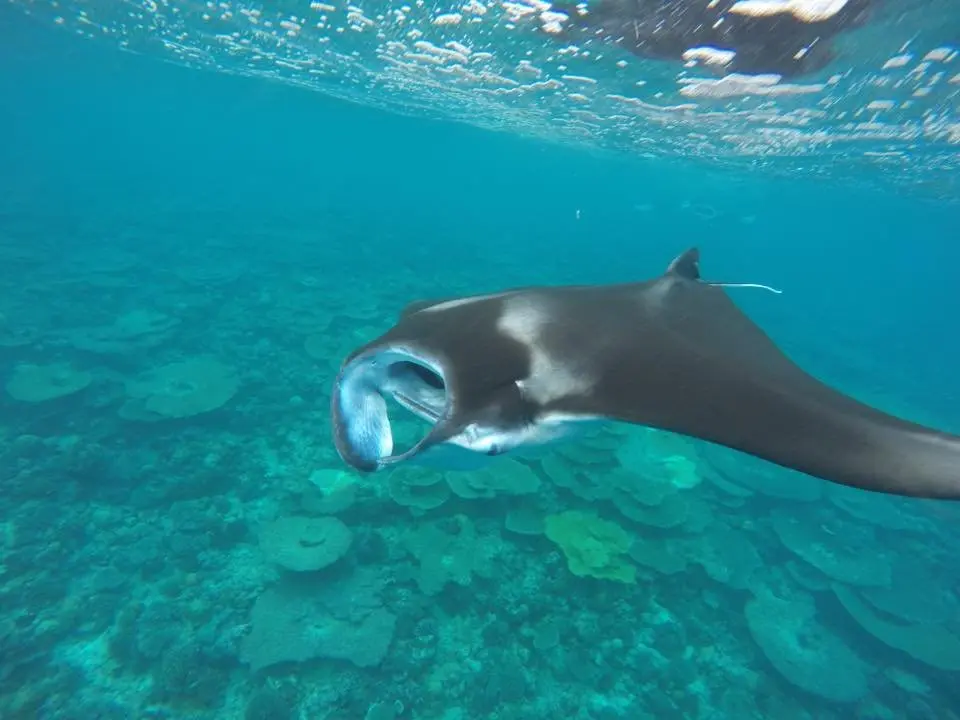 Атолл Алиф-Алиф: Гостевой Дом Holiday Cottage Maldives
