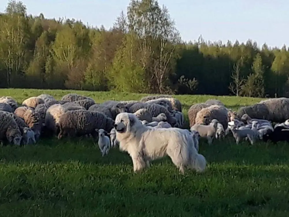 Браслав: Rancho Khutor Yodishki