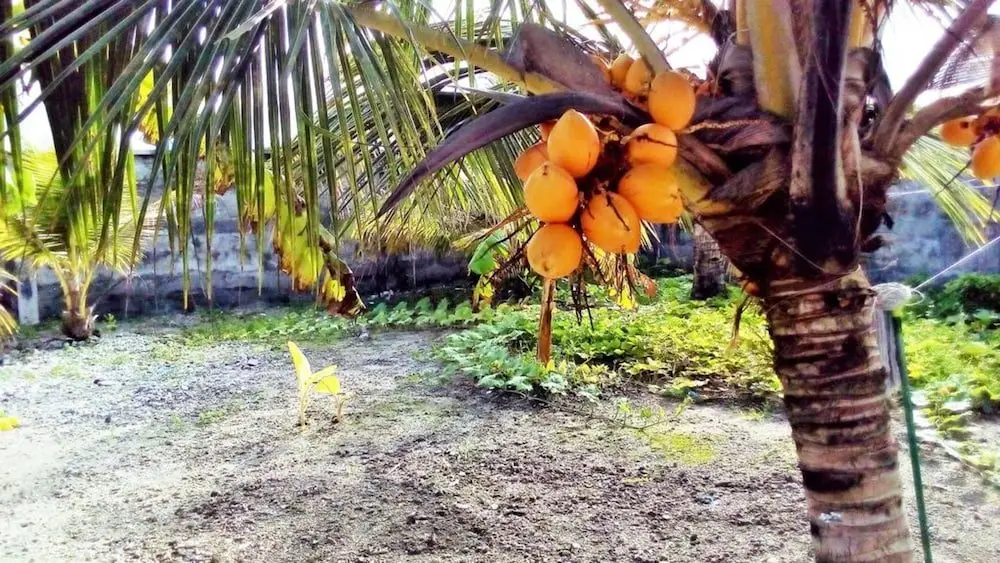 Атолл Адду: Zayan Holiday Home - Maldives