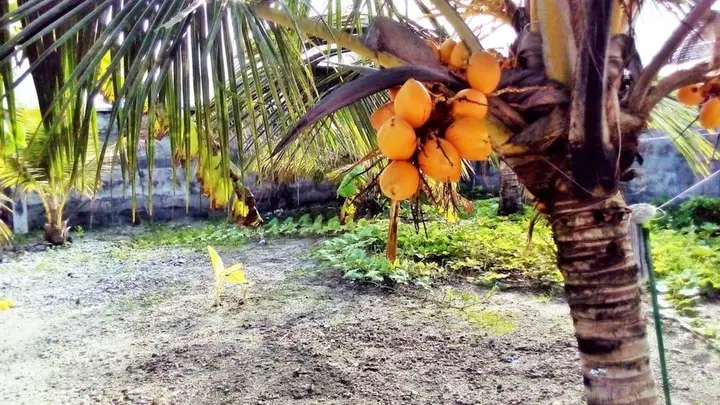 Атолл Адду: Zayan Holiday Home - Maldives