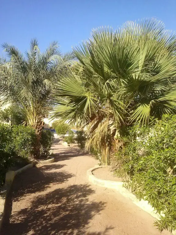 Дахаб: Dahab Dreams Hotel