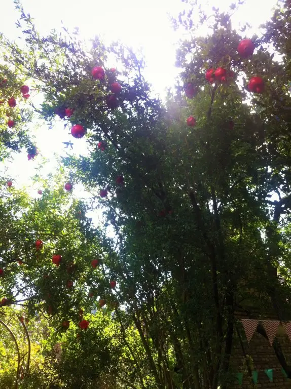 Тбилиси: Гостевой дом Granat Garden