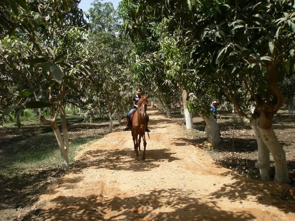 Гиза: Equestrian lodge - Pyramids Egypt