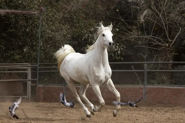 Гиза: Equestrian lodge - Pyramids Egypt