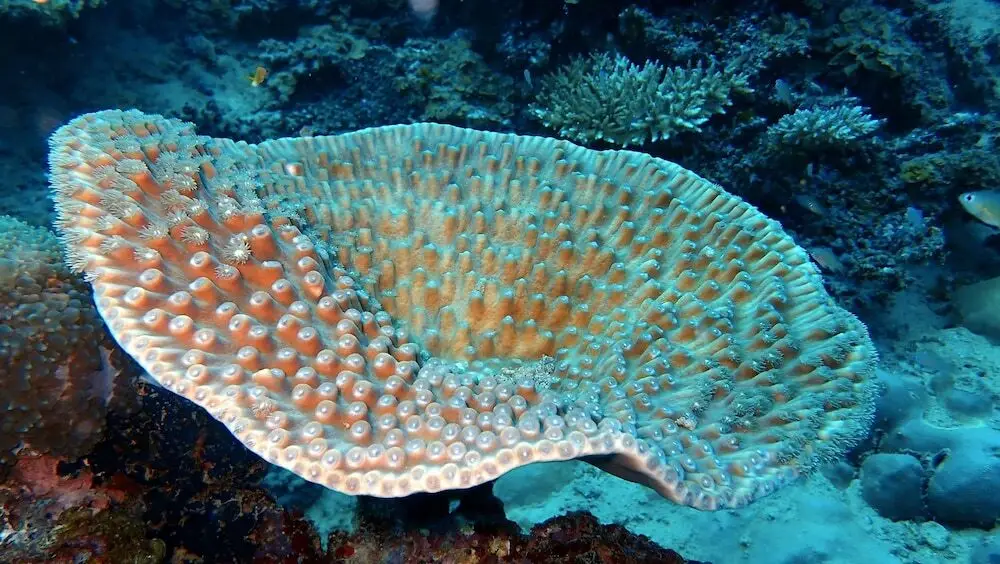 Атолл Адду: Sea Star Diving