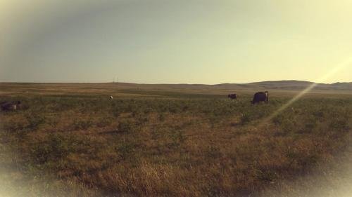 Удабно: Shamil Home Stay in Udabno