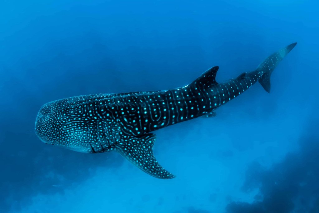 Атолл Алиф-Дхаалу: Barceló Whale Lagoon Maldives