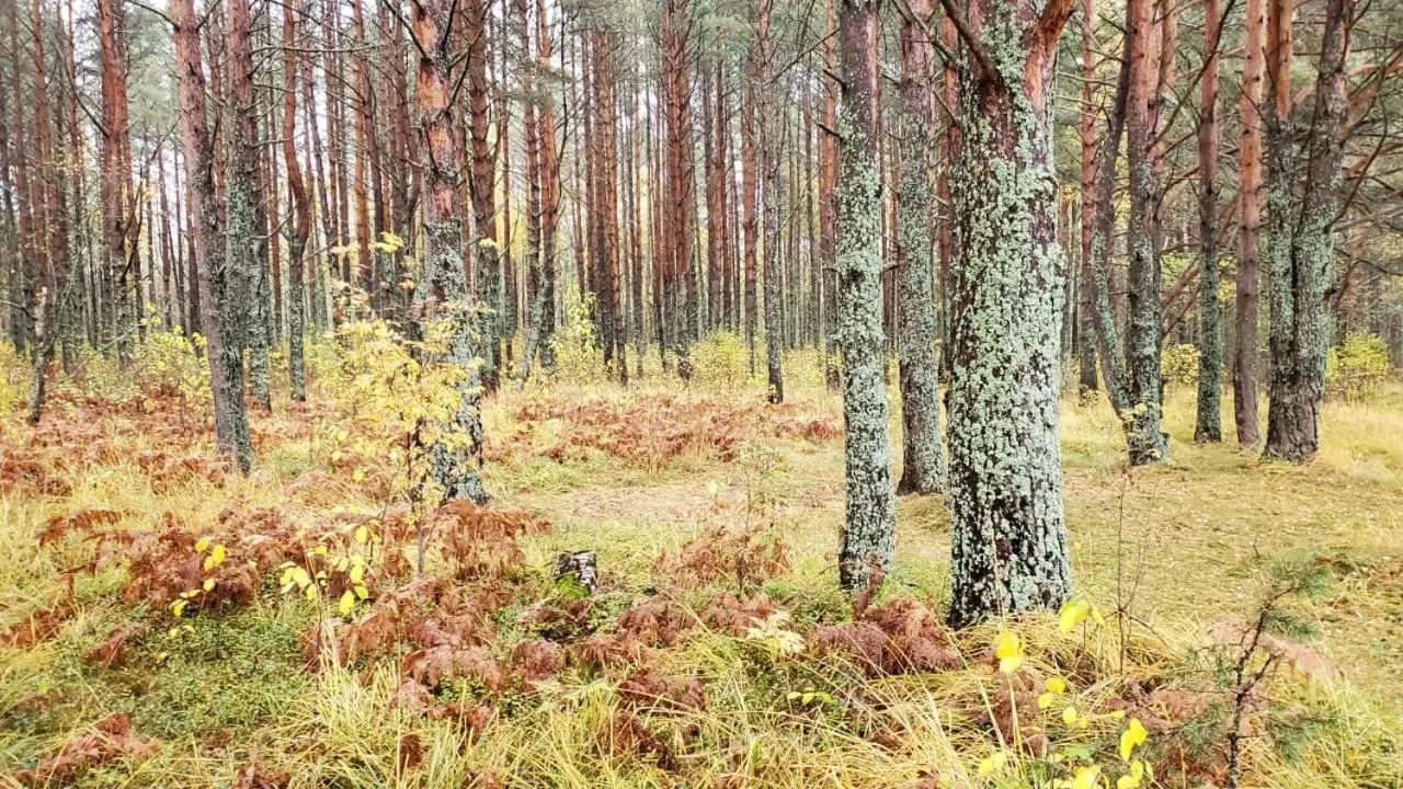 Пачково: Уютный дом