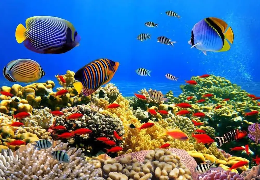 Хургада: Hurghada apartment