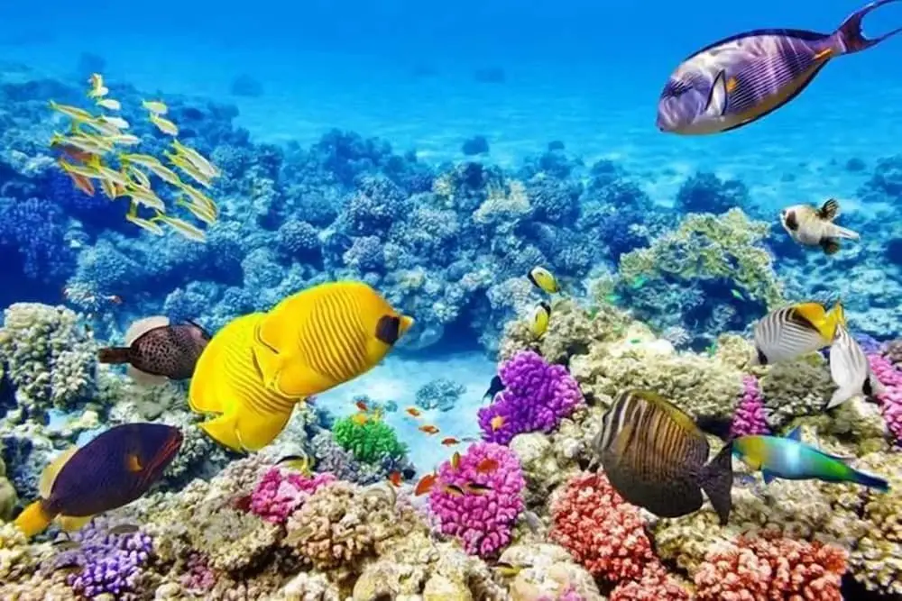Хургада: Hurghada apartment