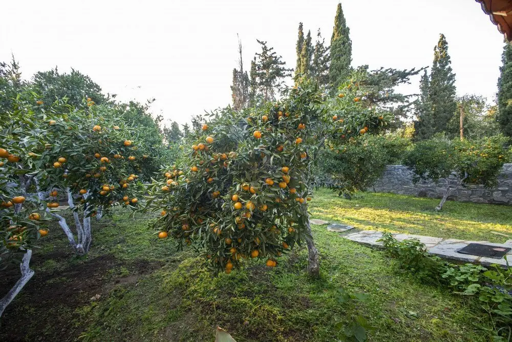 Гюмюшлюк: Invigorating Home Surrounded by Nature in Gumusluk