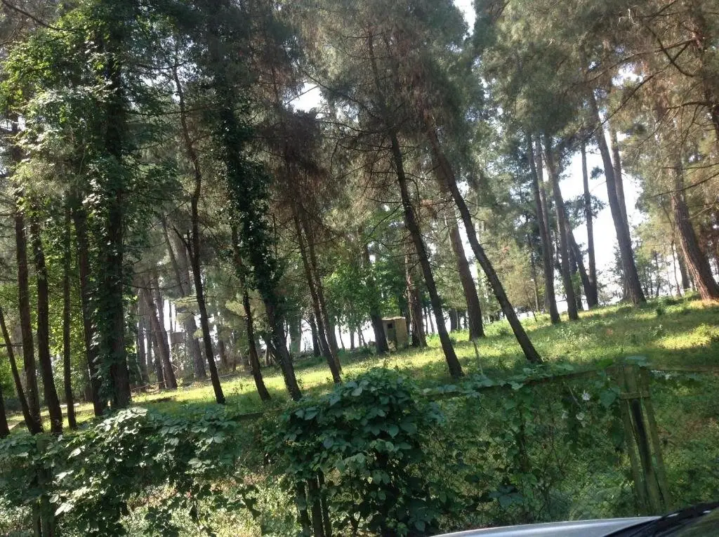 Пицунда: Apartment in Pizunda
