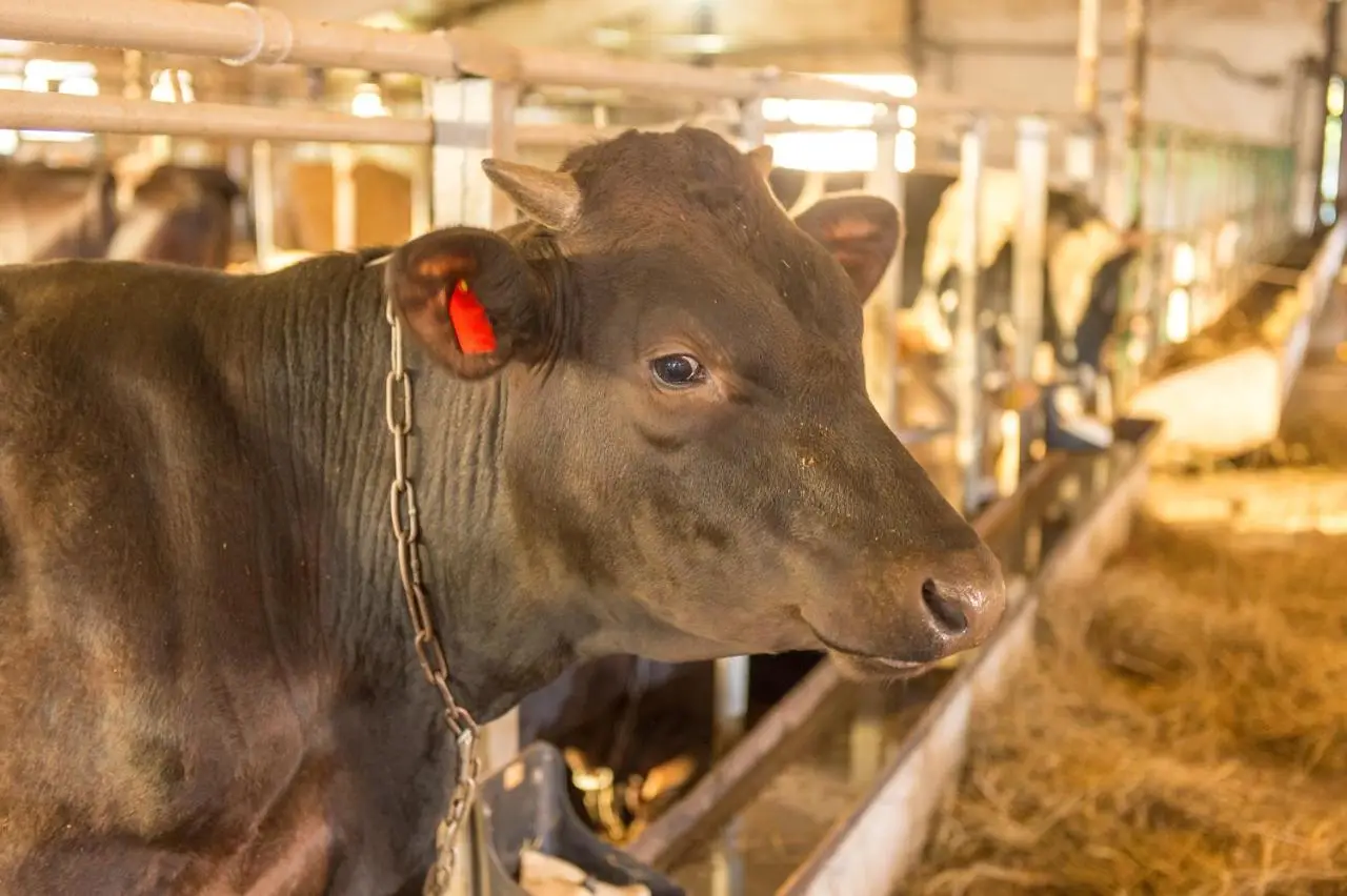 Дубровка: Agrotourism Complex Dubrovka