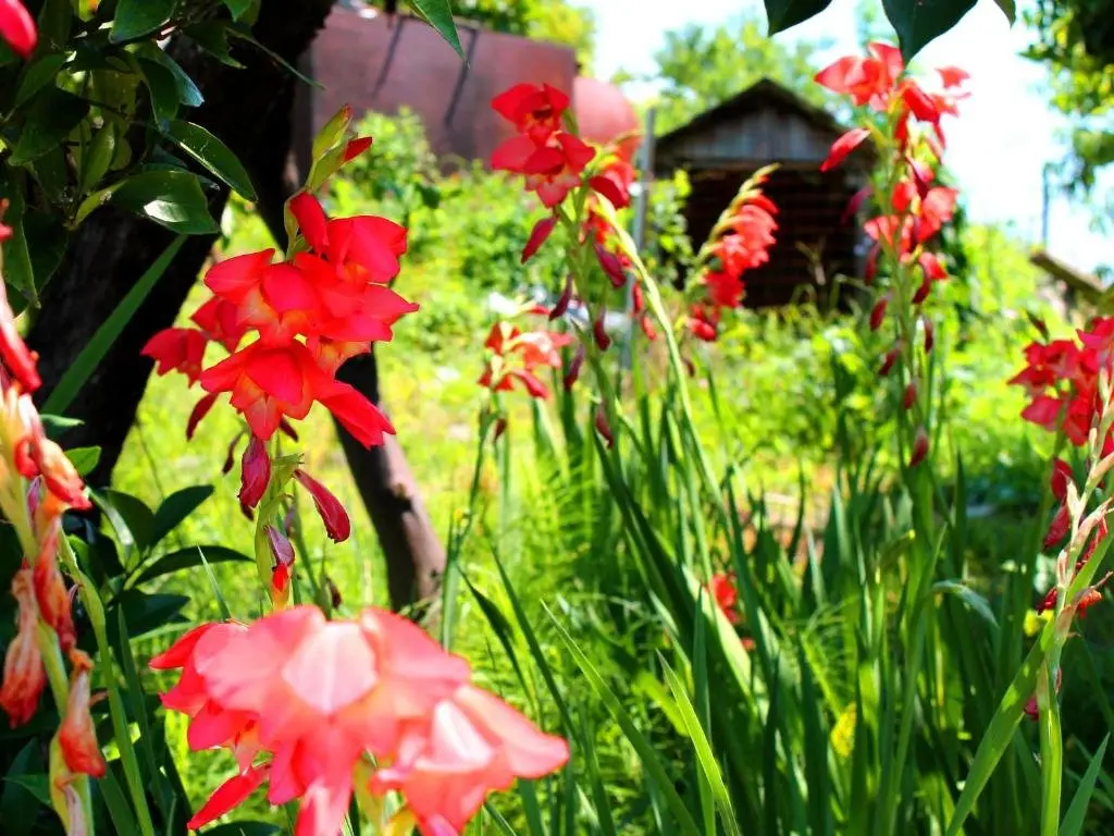 Новый Афон: Guesthouse on Lakoba 3
