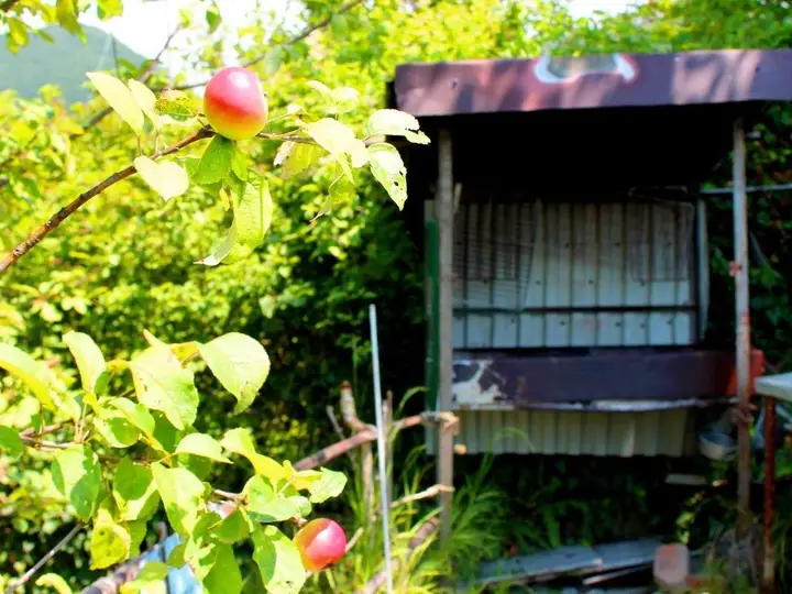 Новый Афон: Guesthouse on Lakoba 3