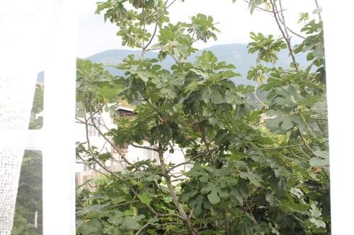 Гагра: Guesthouse on Chanba 5a
