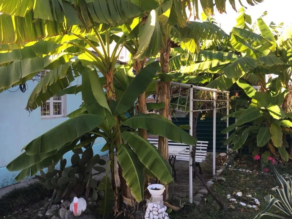 Сухум: Guest House on Kodori Highway 74